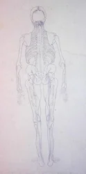 Studium postaci ludzkiej, widok z tyłu, z porównawczej ekspozycji anatomicznej budowy ciała ludzkiego z ciałem tygrysa i drobiu zwyczajnego, c.1795-1806 (grafit na papierze)