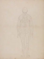 Studium figury ludzkiej, widok z tyłu, z pracy Anatomiczna ekspozycja budowy ciała ludzkiego z tygrysem i ptactwem pospolitym, ok. 1795-1806 (grafit na papierze kasetowym)