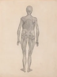 Studium postaci ludzkiej, widok z tyłu, z usuniętą skórą i leżącą poniżej tkanką powięziową, z porównawczej ekspozycji anatomicznej struktury ciała ludzkiego z ciałem tygrysa i łącznością