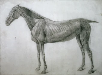 Studium mięśni: rysunek Ecorche widziany z boku, z XIII tabeli anatomicznej, z anatomii konia, 1766