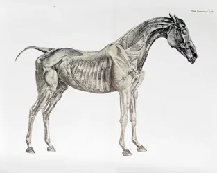 Trzecia tabela anatomiczna z „Anatomii konia”