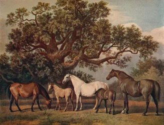 Klacze lęgowe i źrebięta, koniec XVIII wieku, 1922