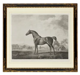 Sweetwilliam (grawerowanie punktowe)