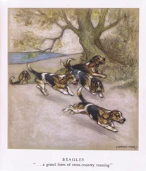 Beagle (kolorowa litografia)