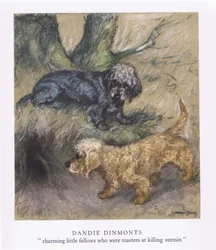 Dandie Dimonts (kolorowa litografia)
