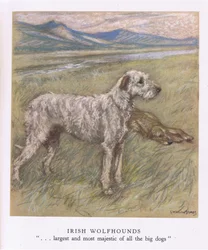 Wilczarze irlandzkie (kolorowa litografia)