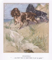 Spaniele (kolorowa litografia)