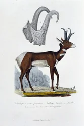 Tablica Historii Naturalnej: Tablica zoologiczna przedstawiająca Antylopę Spanked; Antylopa Furcifer, Smith. a. Rogi w całym ich rozwoju - w „Dziełach kompletnych Buffona”” autorstwa przyrodnika Georgesa Louisa Leclerca, hrabiego Buffon (1707 - 1788). Graw
