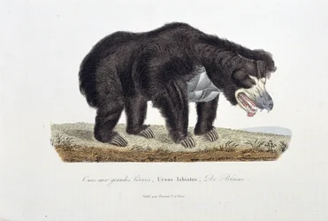 Talerz historii naturalnej: Talerz zoologiczny przedstawiający Niedźwiedzia z Wielkimi Wargami, Ursus labiatus, De Blaini - w „Dokończeniach Buffona”” autorstwa przyrodnika Georgesa Louisa Leclerca, hrabiego Buffon (1707 - 1788). Rycina z 1837 roku.