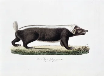 Tablica historii naturalnej: Tablica zoologiczna przedstawiająca Le Telagon, Mydaus meliceps d