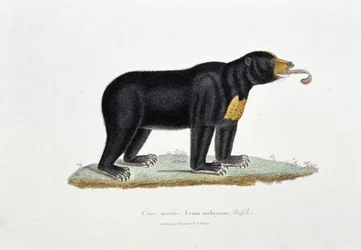 Tablica historii naturalnej: Tablica zoologiczna przedstawiająca niedźwiedzia malezyjskiego, Ursus malayanus, Faffles – w „Dziełach Buffona” autorstwa przyrodnika Georgesa Louisa Leclerca, hrabiego Buffon (1707 - 1788). Rycina z 1837 roku.
