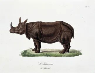 Tablica historii naturalnej: Tablica zoologiczna przedstawiająca Le Rhinoceros - w „Complets of Buffon”” autorstwa przyrodnika Georgesa Louisa Leclerca, hrabiego Buffon (1707 - 1788). Rycina z 1837 roku.