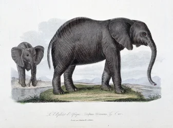 Tablica historii naturalnej: tablica zoologiczna przedstawiająca słonia afrykańskiego; Elephas Africanus - w „Complets of Buffon”” autorstwa przyrodnika Georgesa Louisa Leclerca, hrabiego Buffon (1707 - 1788). Rycina z 1837 roku.