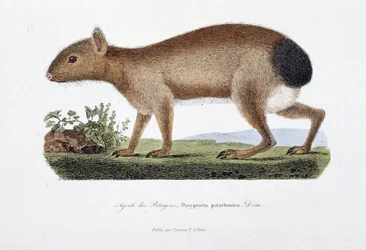 Tablica historii naturalnej: Tablica zoologiczna przedstawiająca Agouti des Patagons, Dasyprocta patachonica - w „Całkowicie dzieła Buffona” autorstwa przyrodnika Georgesa Louisa Leclerca, hrabiego Buffon (1707 - 1788). Grawerunek z 1837 roku.