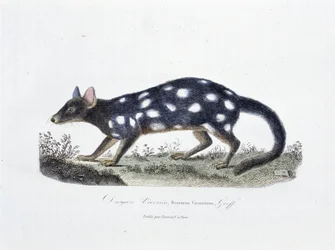 Tablica historii naturalnej: Tablica zoologiczna przedstawiająca Dasyure Viverrin, Dasyurus Viverrinus - w „” Completely Works of Buffon”” autorstwa przyrodnika Georgesa Louisa Leclerca, hrabiego Buffon (1707 - 1788). Rycina z 1837 roku.