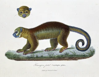 Tablica historii naturalnej: Tablica zoologiczna przedstawiająca Kincajou Potot, Cercoleptes potos – w „Dziełach kompletnych Buffona”” autorstwa przyrodnika Georgesa Louisa Leclerca, hrabiego Buffon (1707 - 1788). Grawerunek z 1837 roku.