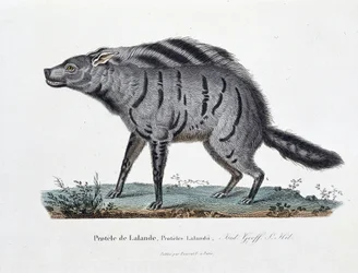 Tablica historii naturalnej: Tablica zoologiczna przedstawiająca Protele de Lalande, Proteles Lalandii - w „Całkowicie dzieła Buffona” autorstwa przyrodnika Georgesa Louisa Leclerca, hrabiego Buffon (1707 - 1788). Rycina z 1837 roku.