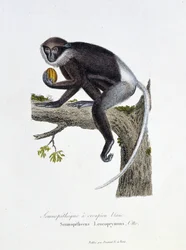 Tablica historii naturalnej: Tablica zoologiczna przedstawiająca Semnopitheque White Rump, Semnopithecus Leucoprymnus, Otto - in „Complets of Buffon”” autorstwa przyrodnika Georgesa Louisa Leclerca, hrabiego Buffon (1707 - 1788). Rycina z 1837 roku.