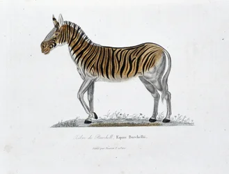 Tablica historii naturalnej: Tablica zoologiczna przedstawiająca Zebre z Burchell, Equus Burchellii - w „Całkowicie Dzieła Buffona” autorstwa przyrodnika Georgesa Louisa Leclerca, hrabiego Buffon (1707 - 1788). Grawerunek z 1837 roku.