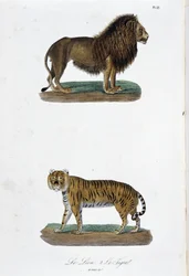 Tablica historii naturalnej: Tablica zoologiczna przedstawiająca lwa i tygrysa – w „Dokończeniach Buffona”” autorstwa przyrodnika Georgesa Louisa Leclerca, hrabiego Buffon (1707 - 1788). Grawerunek z 1837 roku.