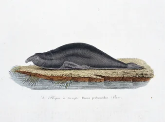 Tablica historii naturalnej: Tablica zoologiczna przedstawiająca fokę trompe, Phoca proboscidea, Peron – w „Całkowicie dzieła Buffona”” autorstwa przyrodnika Georgesa Louisa Leclerca, hrabiego Buffon (1707 - 1788). Grawerunek z 1837 roku.
