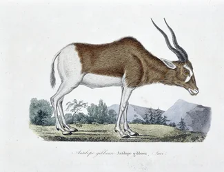 Tablica historii naturalnej: wykres zoologiczny przedstawiający antylopę garbatą, antylopę gibbosa, Savi - w „Całkowicie dzieła Buffona”” autorstwa przyrodnika Georgesa Louisa Leclerca, hrabiego Buffona (1707 - 1788). Rycina z 1837 roku.