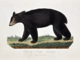 Tablica historii naturalnej: tabela zoologiczna przedstawiająca amerykańskiego niedźwiedzia czarnego (Ursus americanus) - w „Dziełach Buffona” przyrodnika Georgesa Louisa Leclerca, hrabiego de Buffona (1707 - 1788). Rycina z 1837 roku.