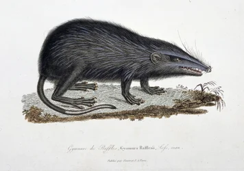 Tablica historii naturalnej: Wykres zoologiczny przedstawiający Gymnure of Raffles, Gymnura Rafflesii, Lefs, mężczyzna - w „Complets of Buffon”” autorstwa przyrodnika Georgesa Louisa Leclerca, hrabiego Buffon (1707 - 1788). Rycina z 1837 roku.