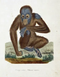 Tablica Historii Naturalnej: Wykres zoologiczny przedstawiający Orang outan (orang outan, orang outang, orang outang), Pithecus satyrus - w „Uzupełnieniach Buffona” autorstwa przyrodnika Georgesa Louisa Leclerca, hrabiego Buffon (1707 - 1788). Rycina z 183