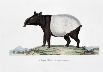 Tablica historii naturalnej: Wykres zoologiczny przedstawiający Le Tapir Maiba (Tapirus Indicus) – w „Dziełach Buffona” autorstwa przyrodnika Georgesa Louisa Leclerca, hrabiego Buffon (1707 - 1788). Rycina z 1837 roku.