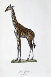 Tabliczka z historią naturalną: Wykres zoologiczny przedstawiający żyrafę – w „„ Completes of Buffon”” autorstwa przyrodnika Georgesa Louisa Leclerca, hrabiego Buffon (1707 - 1788). Rycina z 1837 roku.