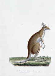 Tabliczka z historii naturalnej: Tabliczka zoologiczna przedstawiająca kangura czerwonego w „Kompletach Buffona” autorstwa przyrodnika Georgesa Louisa Leclerca, hrabiego Buffon (1707 - 1788). Rycina z 1837 roku.