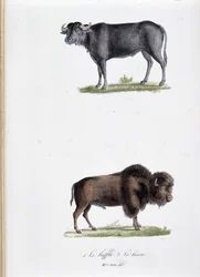 Tablica historii naturalnej: Tablica zoologiczna przedstawiająca 1. Bawoły i dwa. Le bison - w „Dziełach kompletnych Buffona”” autorstwa przyrodnika Georgesa Louisa Leclerca, hrabiego Buffon (1707 - 1788). Grawerunek z 1837 roku.