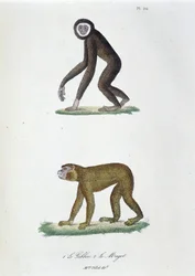 Tablica historii naturalnej: Tablica zoologiczna przedstawiająca 1. Guibbon i 2. Le Magot - w „Dziełach wszystkich Buffona” autorstwa przyrodnika Georgesa Louisa Leclerca, hrabiego Buffon (1707 - 1788). Rycina z 1837 roku.