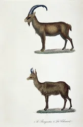 Plansza historii naturalnej: Plansza zoologiczna przedstawiająca 1. Koziorożec i 2. Kozicę - w „” Completes de Buffon”” autorstwa przyrodnika Georgesa Louisa Leclerca, hrabiego Buffon (1707 - 1788). Grawerunek z 1837 roku.
