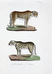 Tablica historii naturalnej: Tablica zoologiczna przedstawiająca 1. Lamparta i 2. Le Jaguara – w „Dziełach wszystkich Buffona” autorstwa przyrodnika Georgesa Louisa Leclerca, hrabiego Buffona (1707 - 1788). Rycina z 1837 roku.