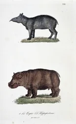 Tablica historii naturalnej: Tablica zoologiczna przedstawiająca 1. Tapir i 2. L