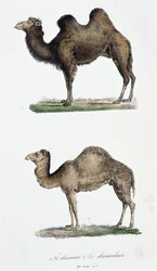 Plansza historii naturalnej: Plansza zoologiczna przedstawiająca 1. Wielbłąd i dwa. Le dromedaire - w „Dziełach kompletnych Buffona”” autorstwa przyrodnika Georgesa Louisa Leclerca, hrabiego Buffon (1707 - 1788). Grawerunek z 1837 roku.