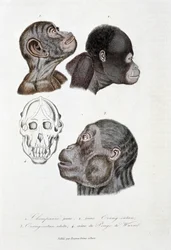 Tablica przyrodnicza: Tablica zoologiczna przedstawiająca 1. Młodego szympansa; 2. młody orang outan (orangutan, orang outang, orangutang); 3. Orang outan dorosły; 4. Crane du Pongo de Wurmb – w „„ Complete Works of Buffon”” autorstwa przyrodnika Georgesa 