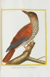 Historia naturalna. Ptaki. Podświetlane tablice, 1782.