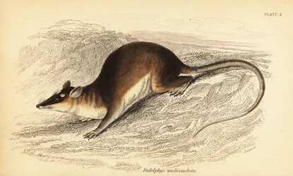 Brązowy czterooki opos , Metachirus nudicaudatus. ,1841 (grawerowanie)