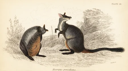 Skalniak szczotkoogonowy, Petrogale penicillata, 1841