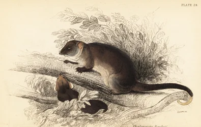 Opos pierścieniogoniasty, Pseudocheirus peregrinus, 1841