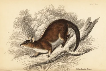 Opos włochaty Derby, Caluromys derbianus. ,1841 (grawerowanie)