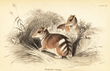 Bandicoot wschodni, Perameles gunnii.,1841 (rycina)