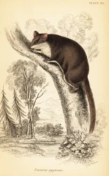 Szybowiec z piórami, Acrobates pygmaeus. ,1841 (grawerowanie)