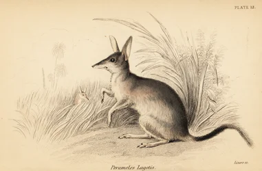 Większy bilby, Macrotis lagotis. Zagrożony. ,1841 (grawerowanie)