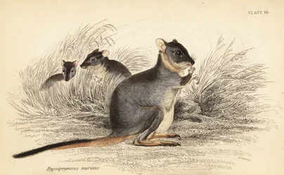 Potoroo długonogie, Potorous longipes. Wrażliwy.,1841 (grawerowanie)