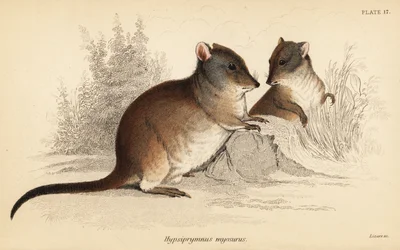 Potoroo z długim nosem, Potorous tridactylus tridactylus., 1841 (grawerowanie)