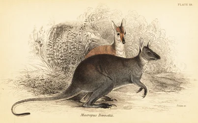 Walabia czerwonoszyja , Macropus rufogriseus. ,1841 (grawerowanie)